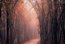 马刺队遭遇伤病困扰，战绩下滑