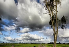花呗恭喜亚历山大带领雷霆拿下NBA总冠军！